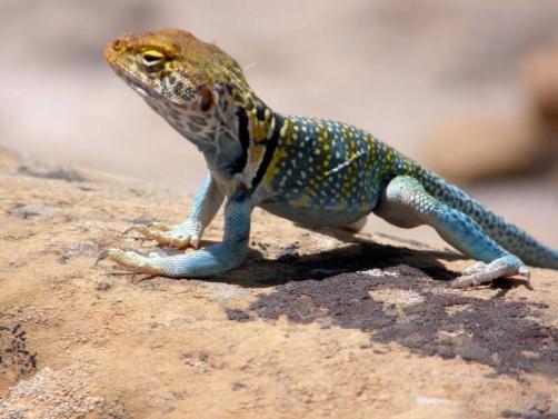 美国蜥蜴人是真的吗,美国发现的蜥蜴人