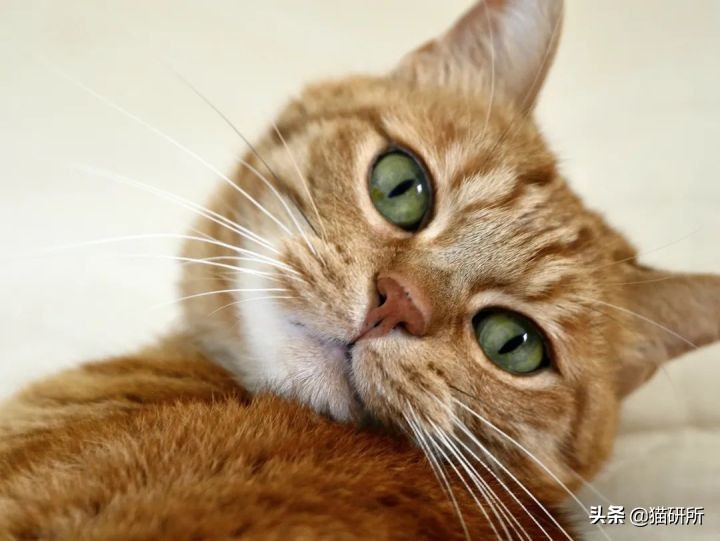 猫咪眼睛不同形态,猫咪的眼睛为什么有各种颜色