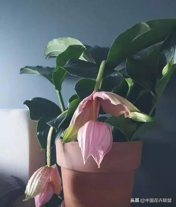 打翻了调色盘的花,打翻了调色盘的美景