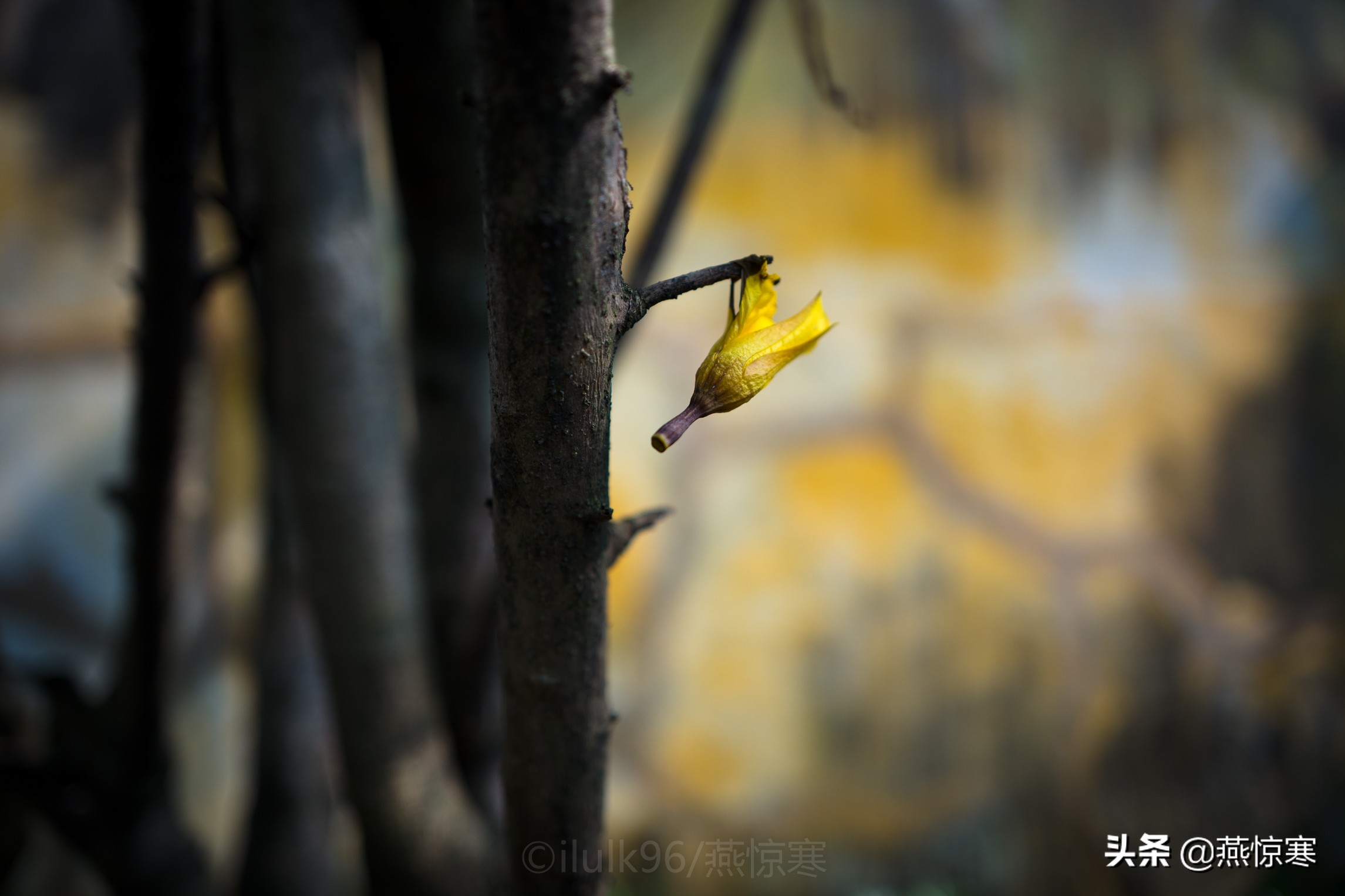 徕卡最值得玩的镜头,徕卡镜头351.4和501.4拍摄对比