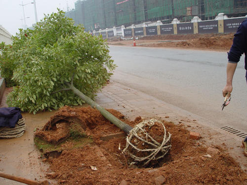 大树移植的正确方法秋天,乌桕大树移植成活率