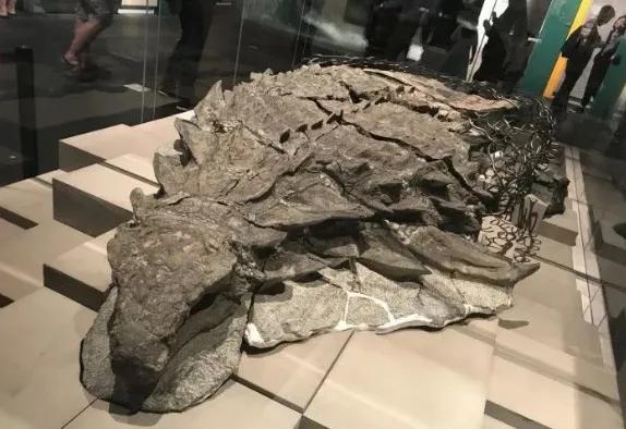 一亿年前的恐龙吃了什么？科学家打开了恐龙的胃，一探究竟