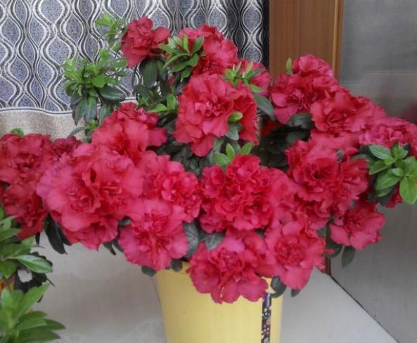 新入手的杜鹃花怎么养,冬季入手杜鹃花好吗