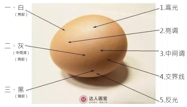 素描关系五大调子,素描五大调子的明暗对比顺序