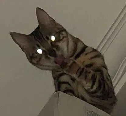 坦克小希和牧野奇迹怎么选,坦克小希和醇粹猫粮哪个好