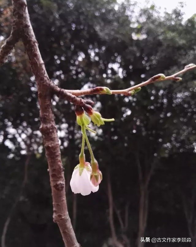李燚淼原创古文版《春》｜据说比朱自清的原文更有文采