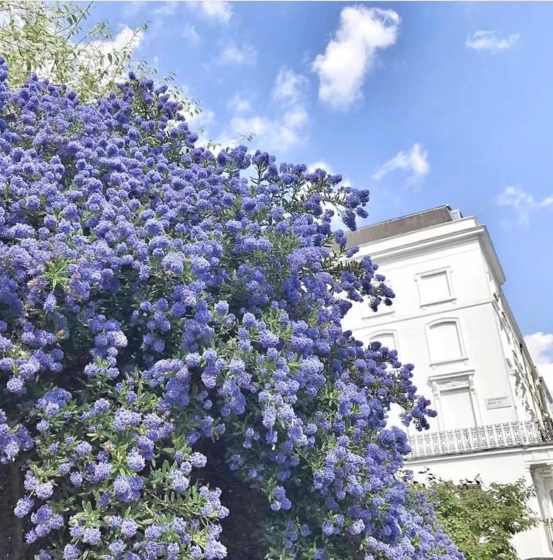 美洲茶寓意是什么,美洲茶蓝色海洋