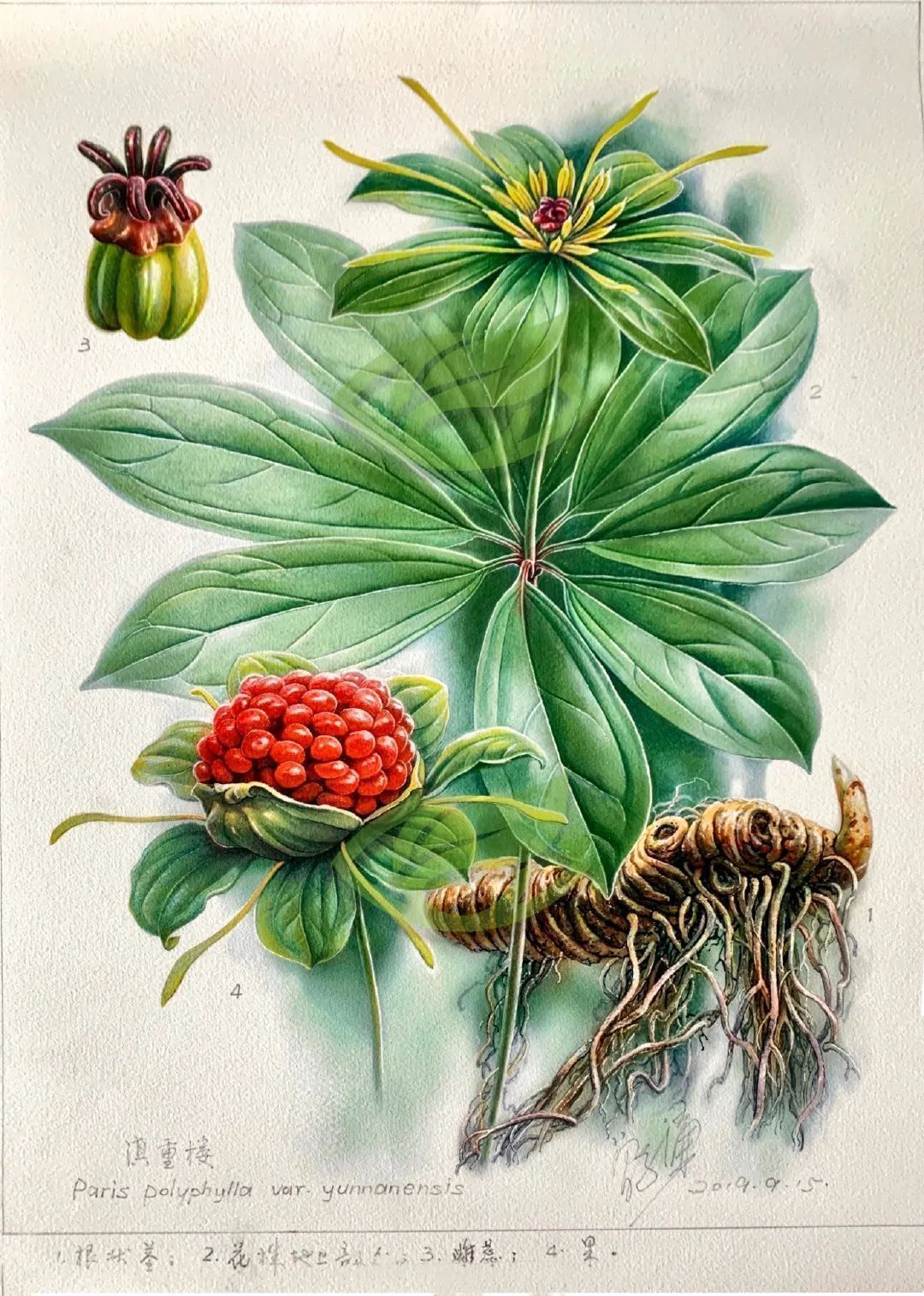 濒危稀有植物绘画,八大濒危珍稀植物