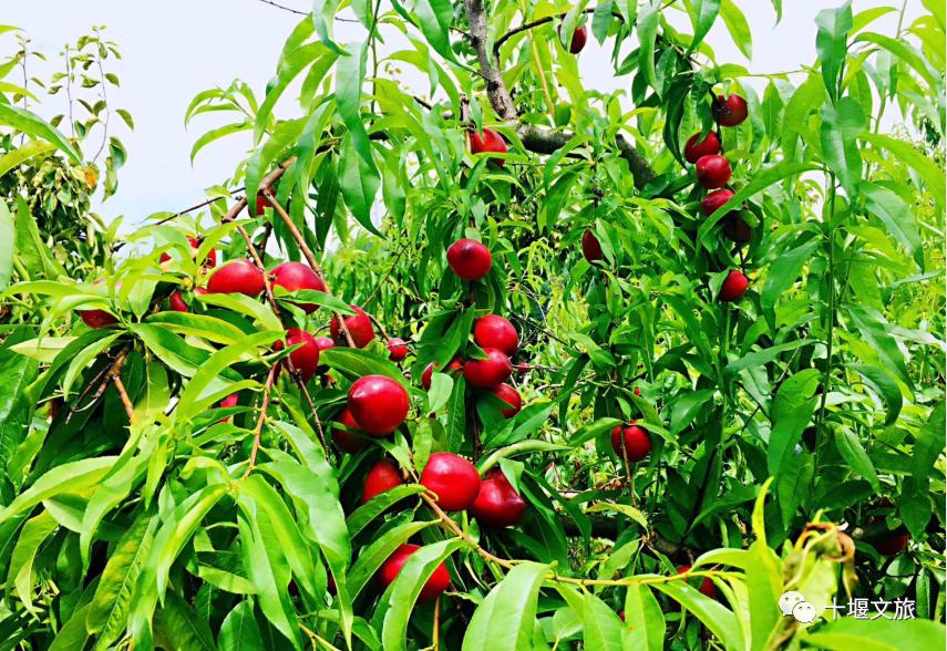 十堰新鲜采摘桃,十堰西沟桃子