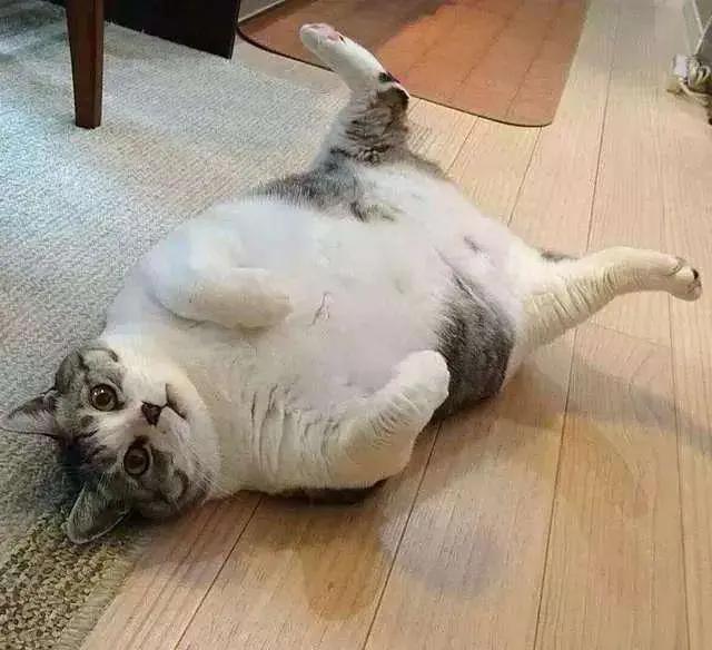 猫抓了有红点是怎么回事,猫轻咬了一下手上起了一个红点