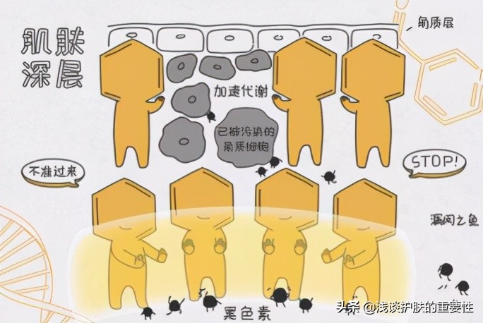 烟酰胺肤研美白祛斑安瓶精华液,玻尿酸原液烟酰胺安瓶精华水美白