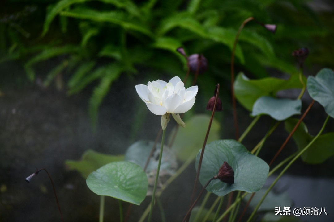 碗莲种藕生长到开花全过程,碗莲种藕到开花的过程