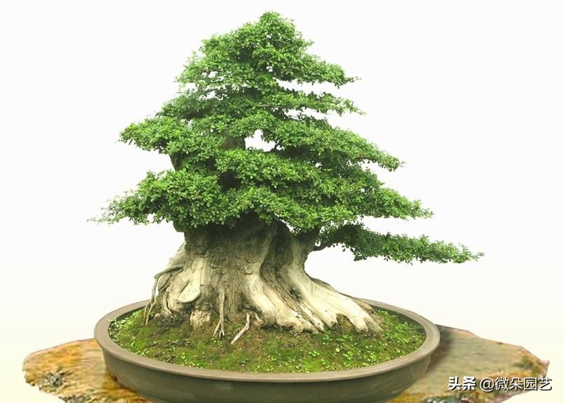 养花达人分享养花小技巧,养花养盆景知识