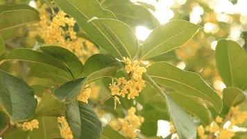 云南独特的味道风味小吃,云南哪里的芋头最好吃