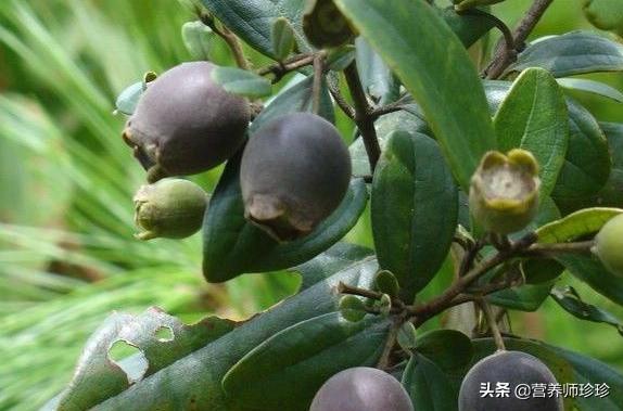 可用作泡酒的野生果子,什么东西泡酒对贫血好