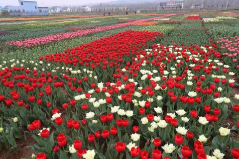 如果在洛南遇见你