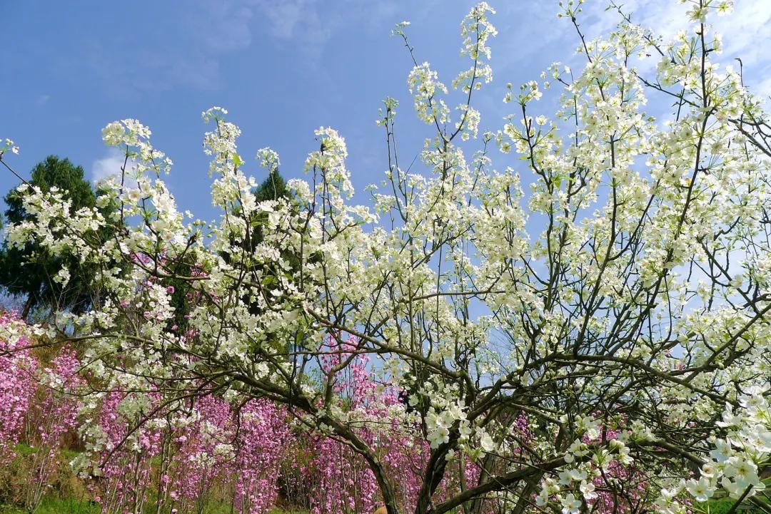 云赏花的小视频,云赏花路