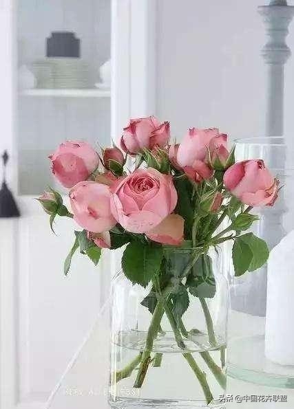 玫瑰花玫红色属于什么品种,最大冠幅玫瑰花是什么品种