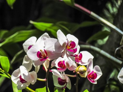 夏天跟兰花有关的诗句,春日兰花开放的诗句