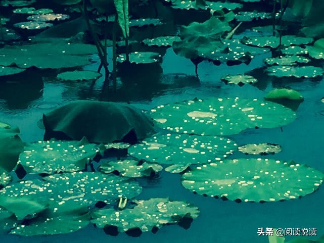 莲真的出淤泥而不染吗,出淤泥而不染的莲图片