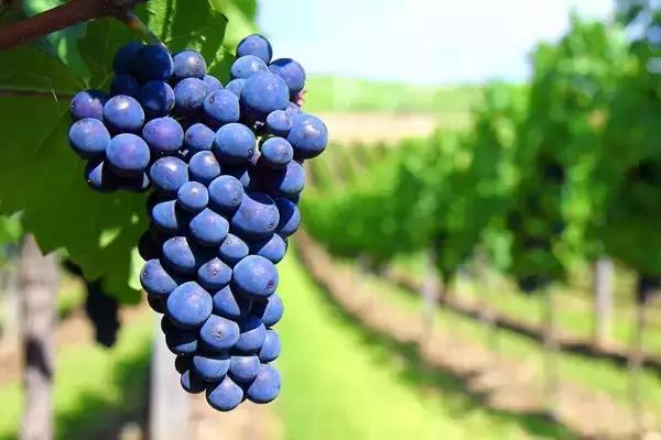 法国波尔多法定葡萄品种,波尔多式葡萄品种大全