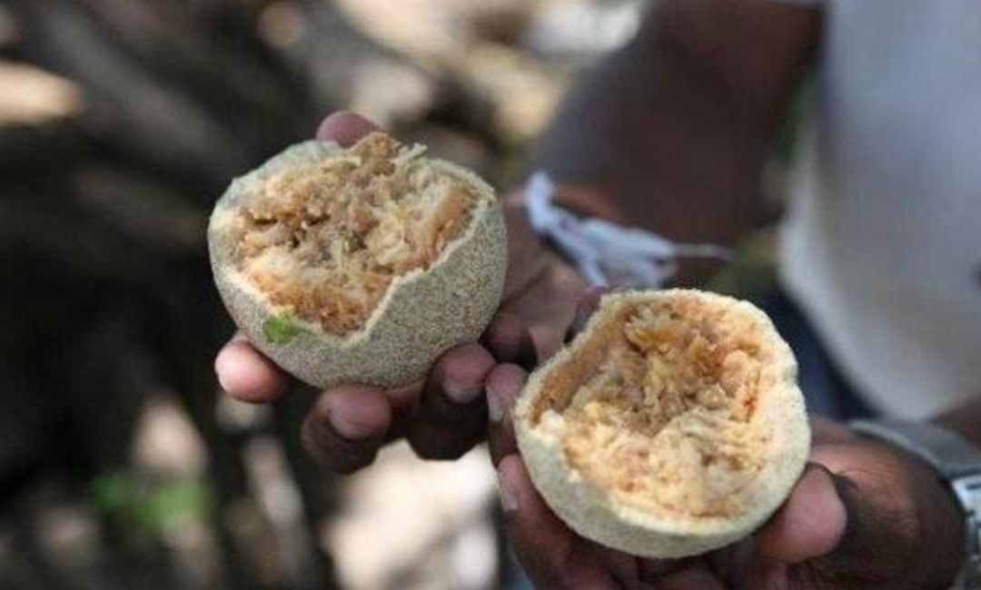 真的是活久见!长成这样居然能吃?