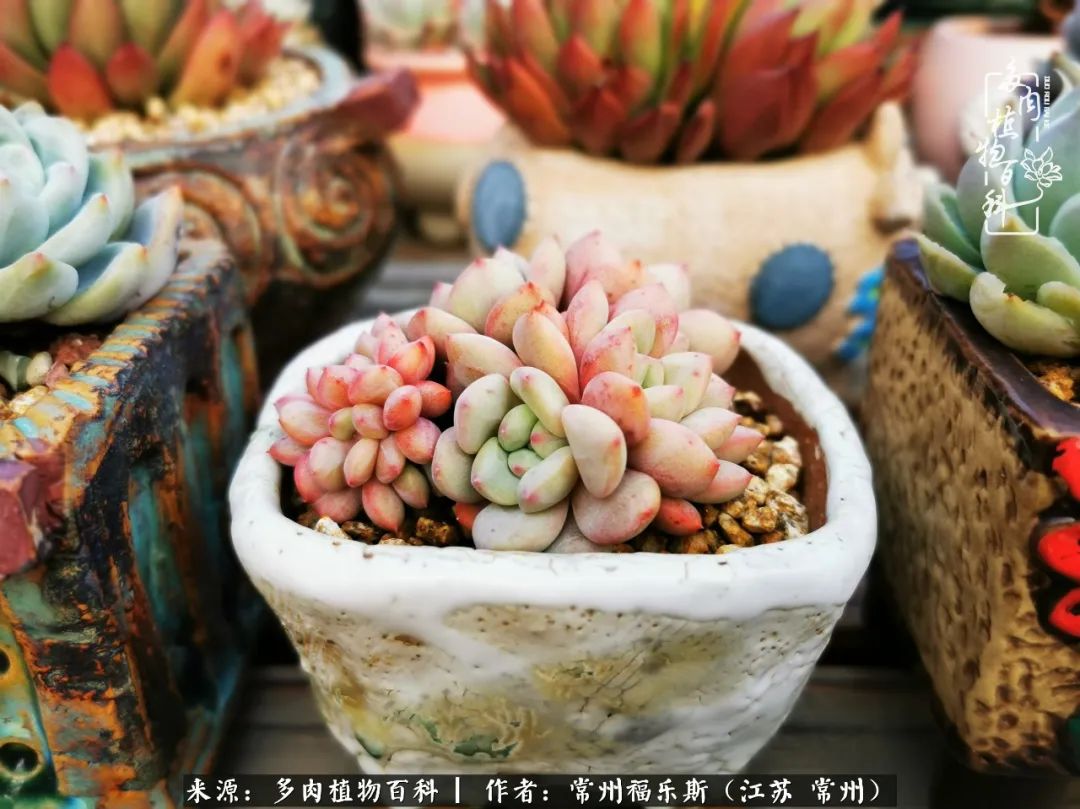 多肉是一处景物吗,多肉也有一道靓丽的风景