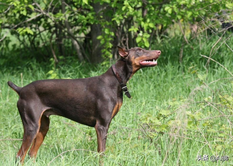 中国犬种起源与进化,比熊犬犬种起源