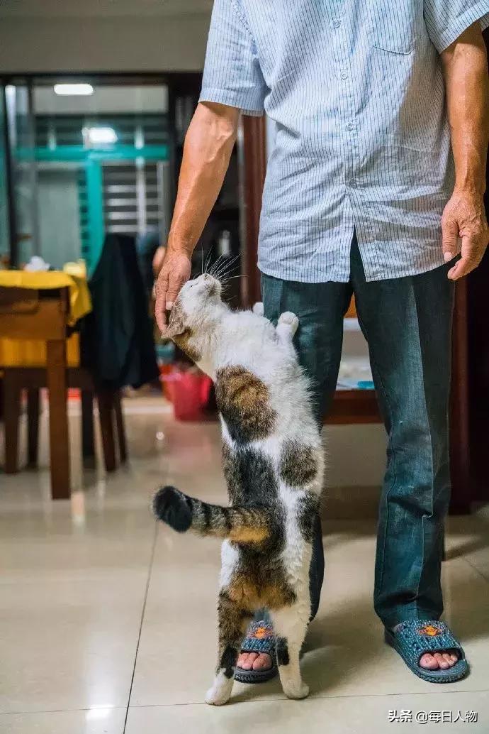 猫咪也有无可奈何的时候,猫咪为什么会给人安慰