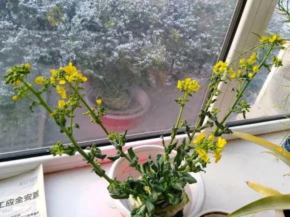 这6种菜根不要丢,哪4种菜根不能丢在家盆栽