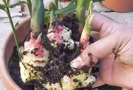 生姜的盆栽方法,生姜盆栽最佳时间