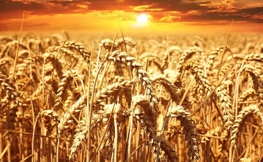 一天一个鸡蛋吃出事,三岁男孩吃煮鸡蛋丧命