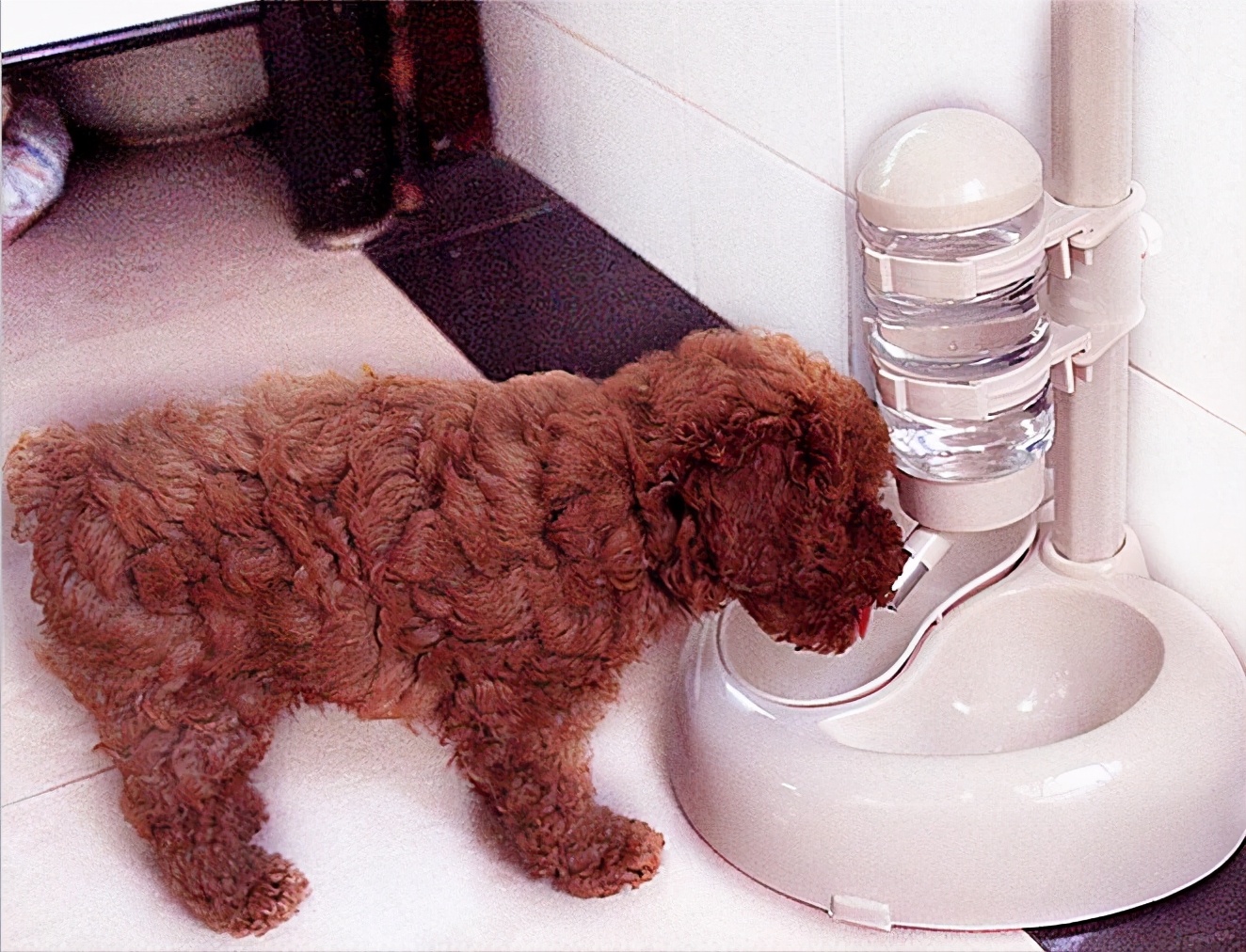 泰迪便秘怎么办教你几招轻松应对,宠物泰迪便秘的原因有哪些