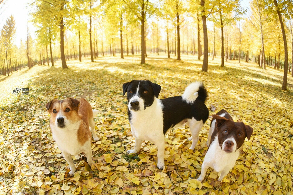中华田园犬不掉毛不臭吗,中华田园犬在国外有多么受欢迎