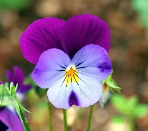 三色堇是一种花吗,鬼脸花三色堇