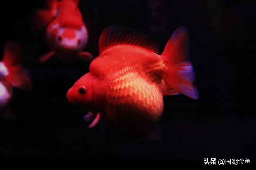 鱼缸多少鱼可以旺财运,养鱼是否旺财运和运气