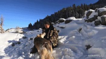 哈士奇养成狼,狼被养成了哈士奇