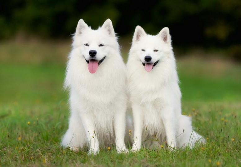 萨摩耶一天吃多少,萨摩耶一天吃多少肉最合适