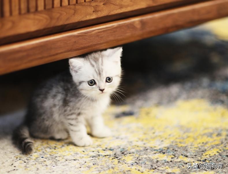 猫咪太瘦没胃口,猫咪太瘦吃什么能快速胖起来