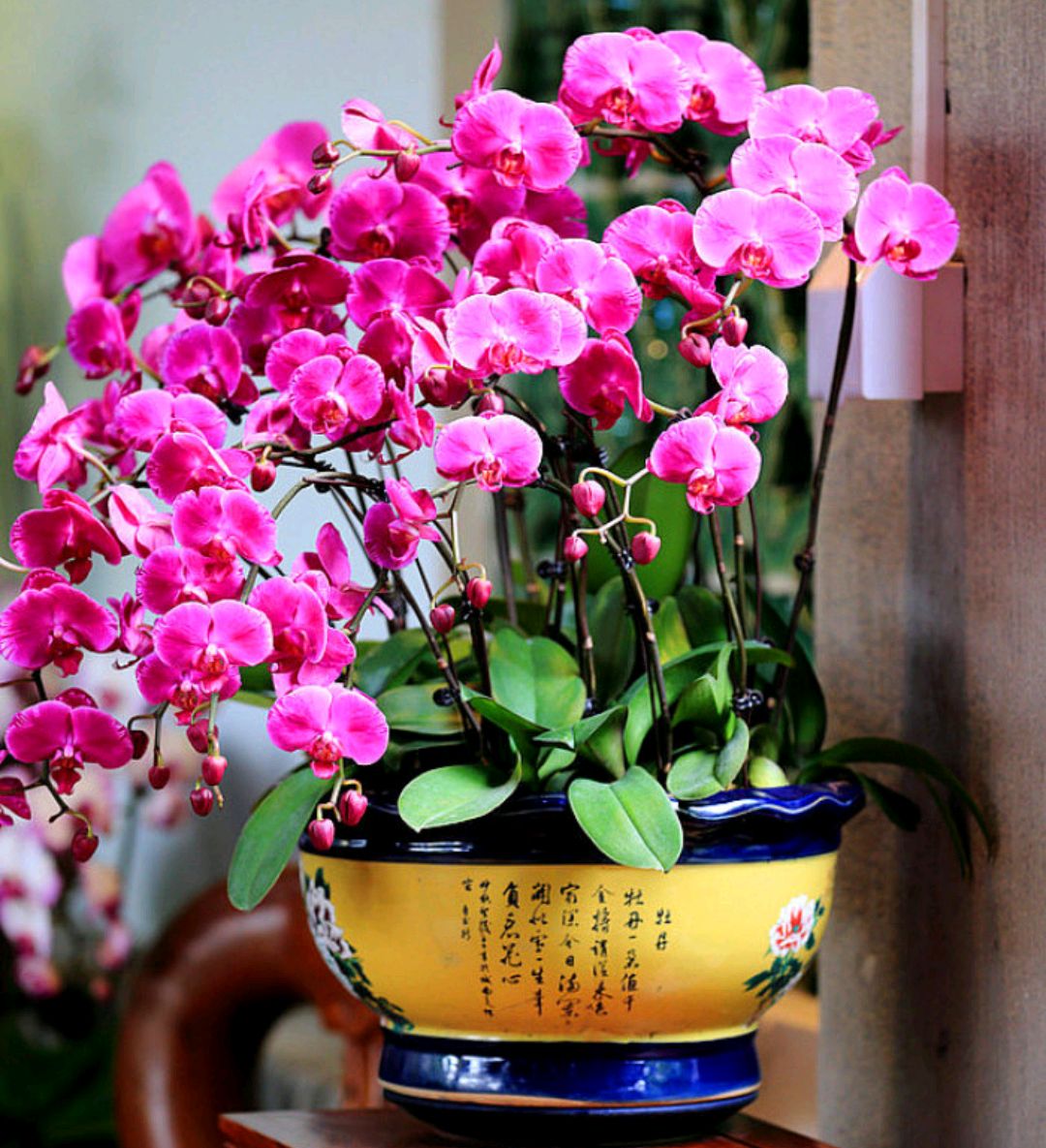 好养的盆栽花卉排名前十,盆栽花比较好养的有哪些