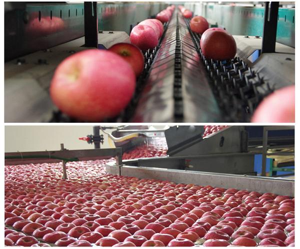 爱玩跨界的水果大王——苹果(介绍水果的小课件)