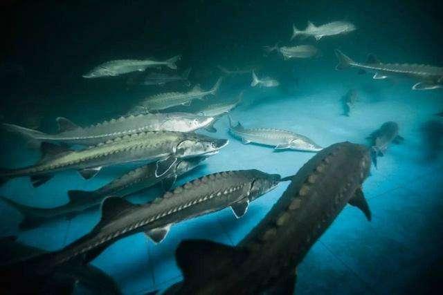 鲟鱼养殖技术与方法,鲟鱼养殖场基地