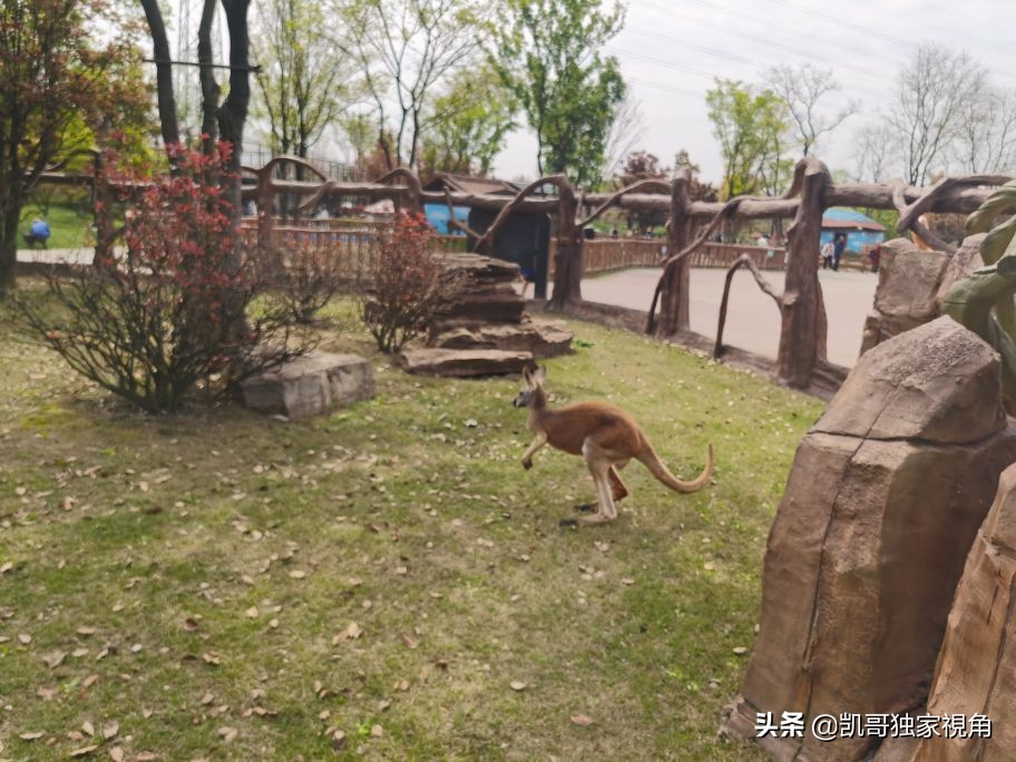 不一样的南通动物园,南通森林野生动物园和上海动物园