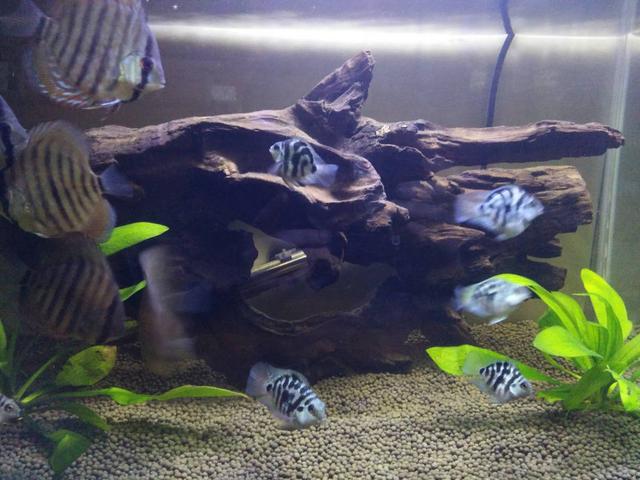 热带鱼鱼缸内壁黄点怎么清理,鱼缸养的鱼身上有白霜