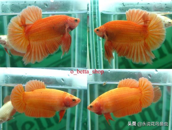 斗鱼哪个品种好养活,斗鱼品种哪个好养