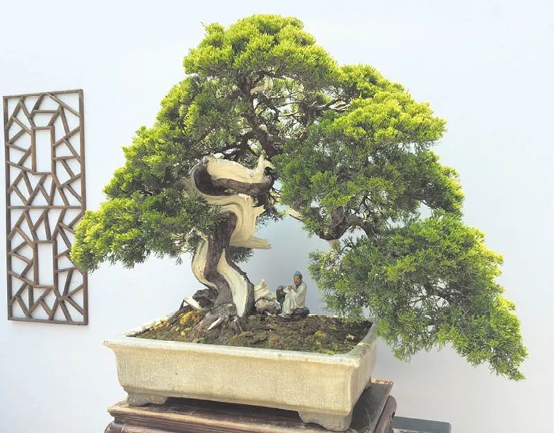 盆景素材十大排名 (什么盆景素材最好)