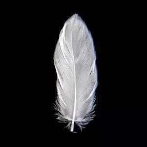 怎么判断鹅绒被品质,怎么看鹅绒的蓬松度