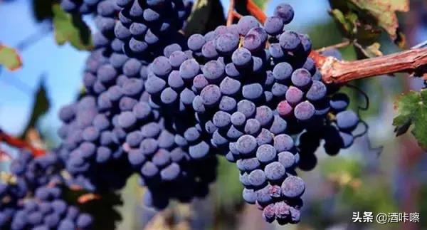 葡萄品种赤霞珠和美乐,赤霞珠与美乐葡萄哪个好