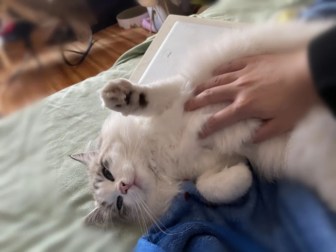 三明铲屎官,铲屎官注意有些养狗行为将被处罚