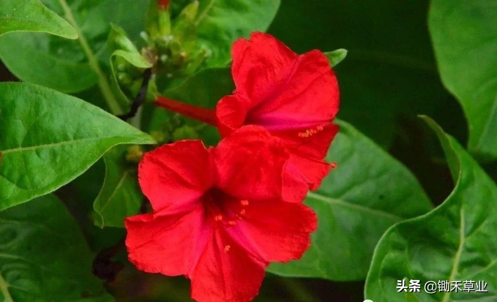 温馨紫茉莉,好看的紫茉莉